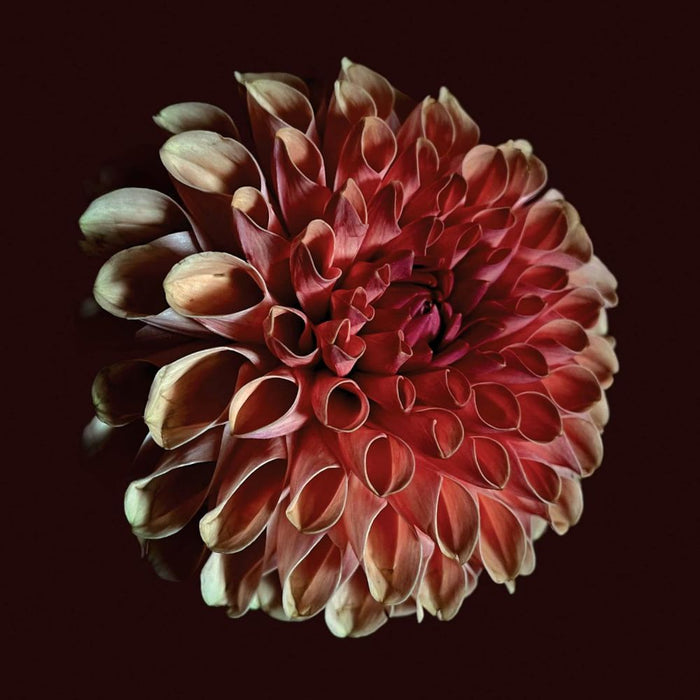 Jessica Moss Unfolding Vinyl LP 2025