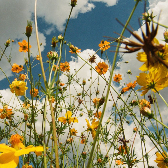 Tasha You Are Spring! Vinyl LP Yellow Wildflower Colour Due Out 26/06/26