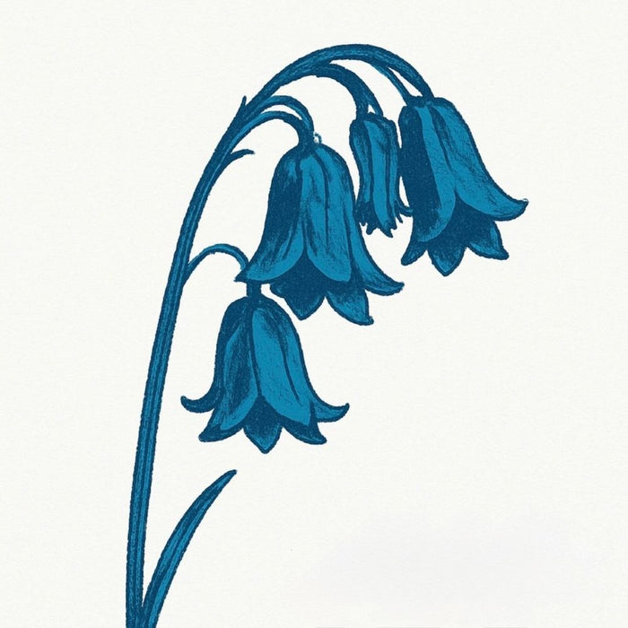 The Bluebells This Is The Bluebells Vinyl LP Bluebell Blue Colour Due Out 27/03/26