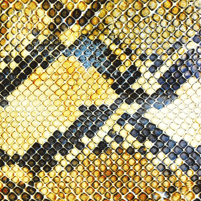 AMAZING SNAKEHEADS AMPHETAMINE BALLADS LP VINYL 33RPM ALT NEW
