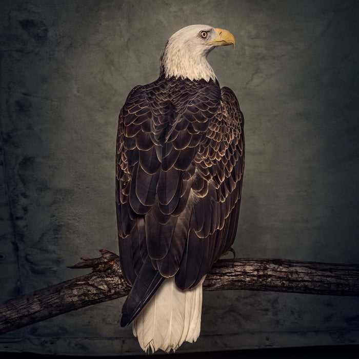 Clutch Book of Bad Decisions Vinyl LP Picture Disc 2018